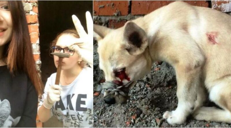 Alina Orlova What Happened To Alina Orlova Dogs And Other Pets Culprit In Custody In The Sadistic Killer Case!-Featured
