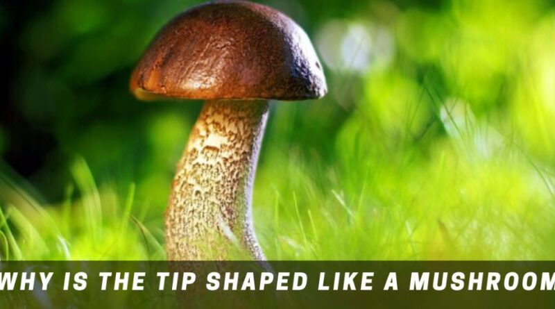 Why Is The Tip Shaped Like A Mushroom Tip Of PP Explained With Proper Logic!-Featured